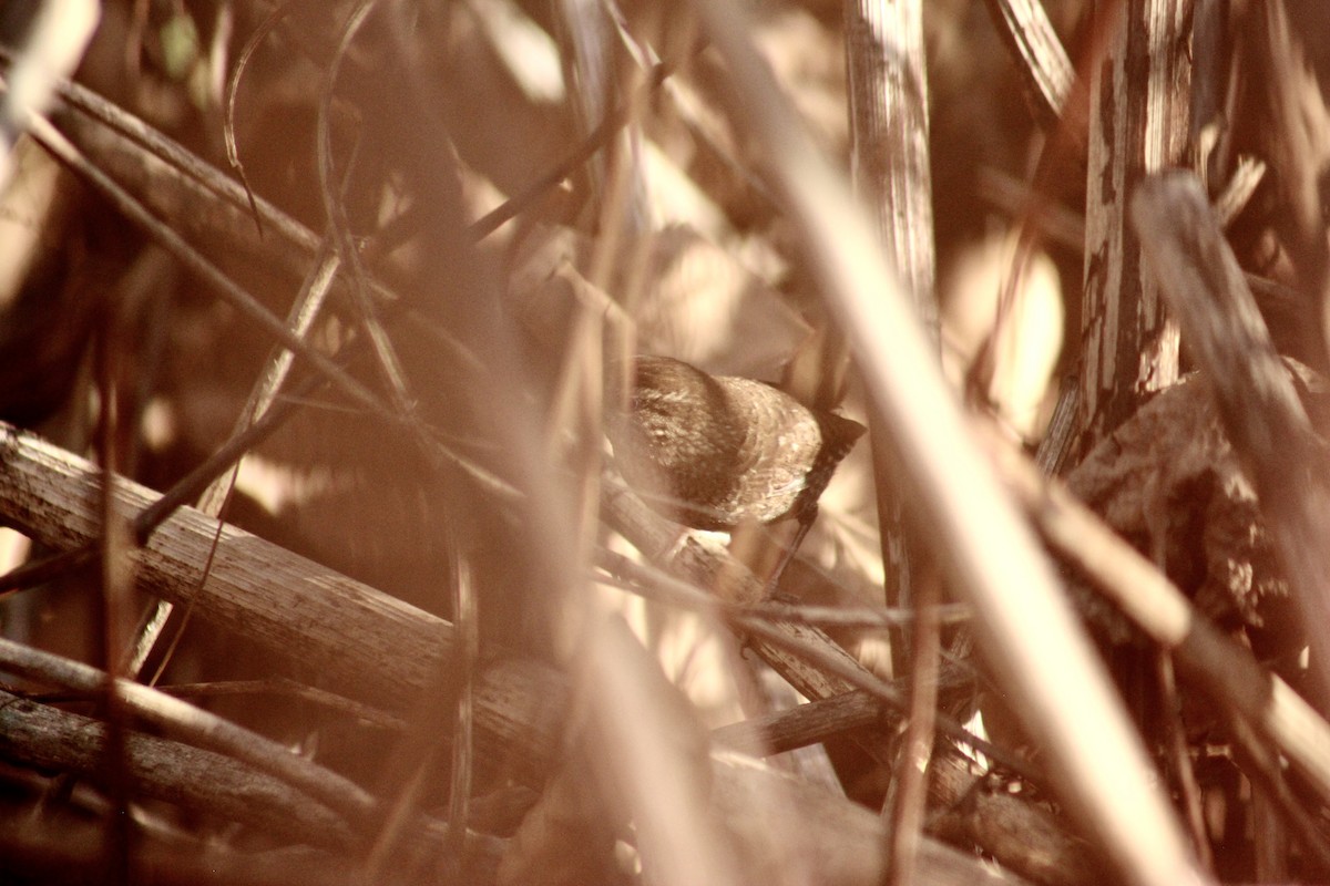 Winter Wren - ML644883719
