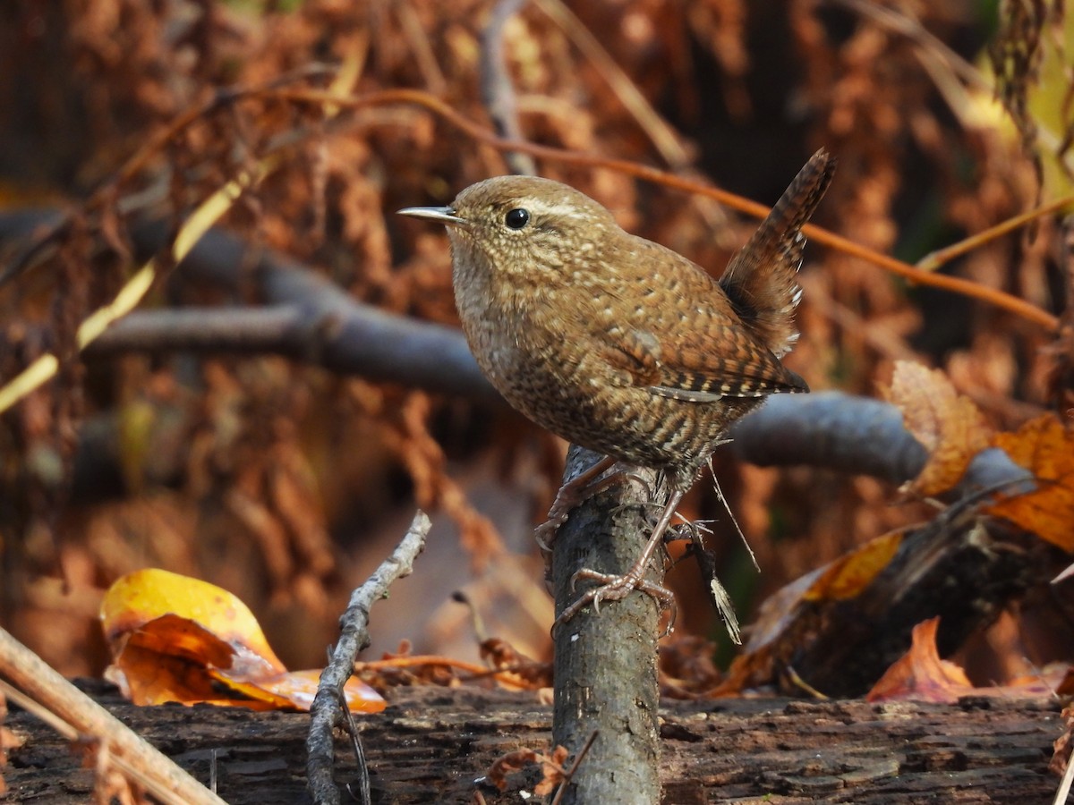 Winter Wren - ML644883724