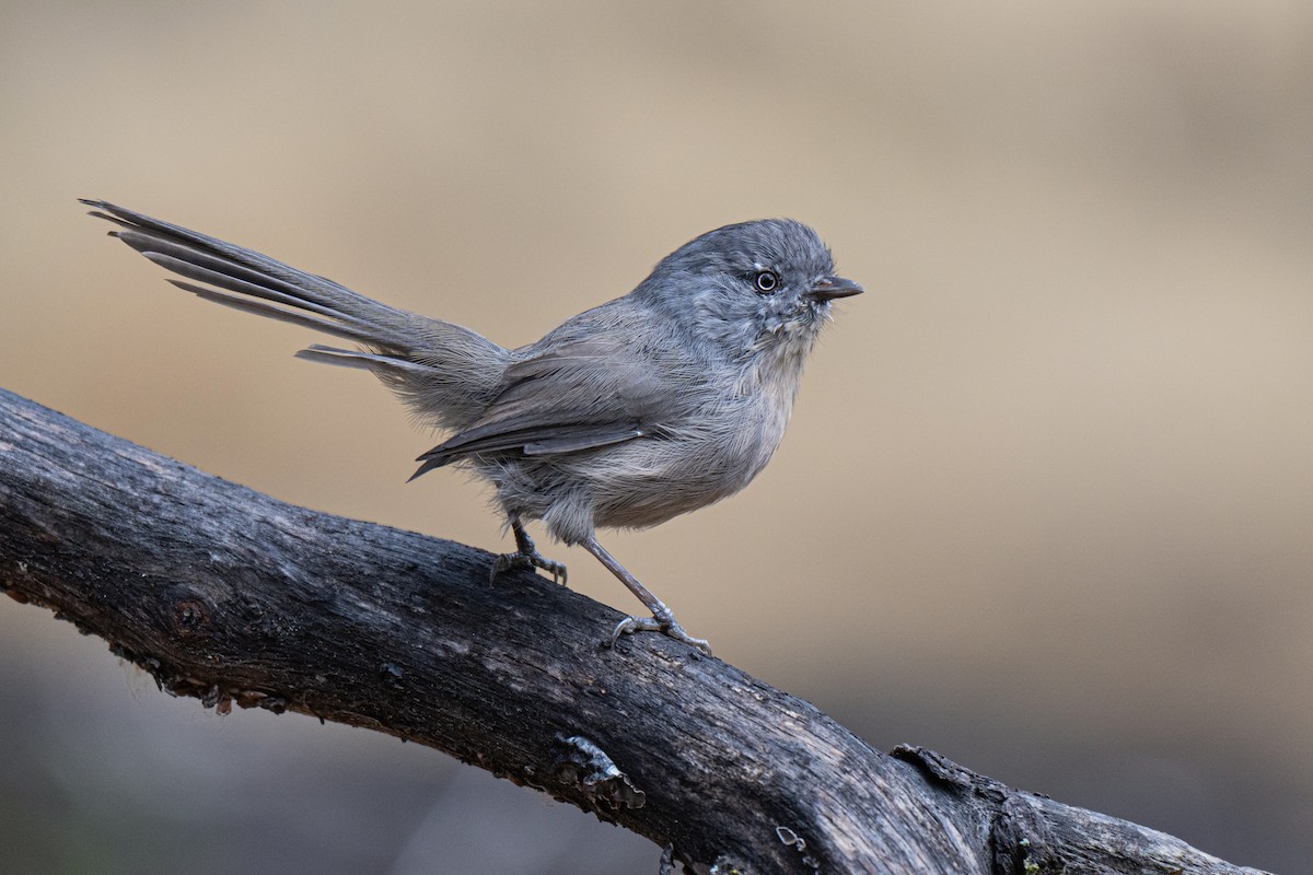 Wrentit - ML644883730