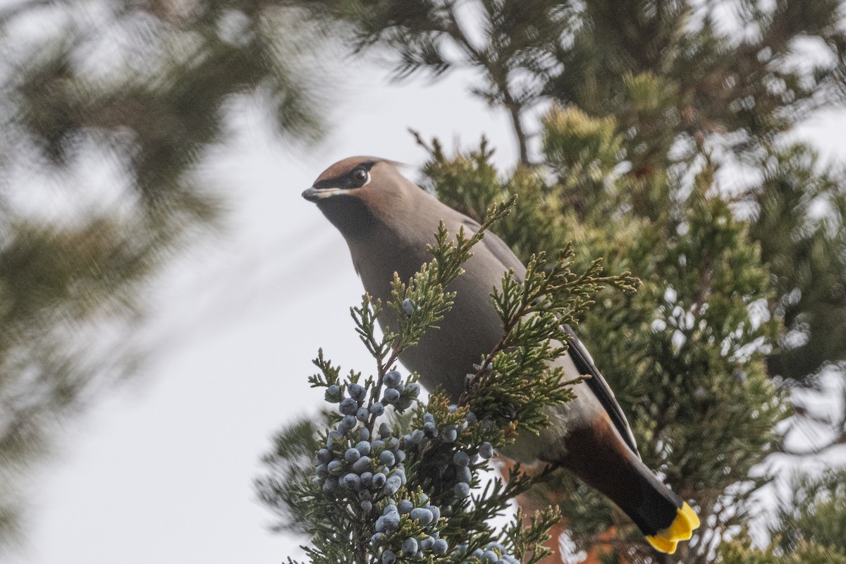 Bohemian Waxwing - ML644883735