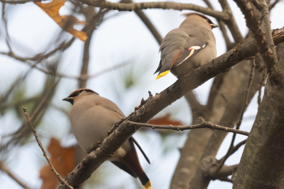 Bohemian Waxwing - ML644883736