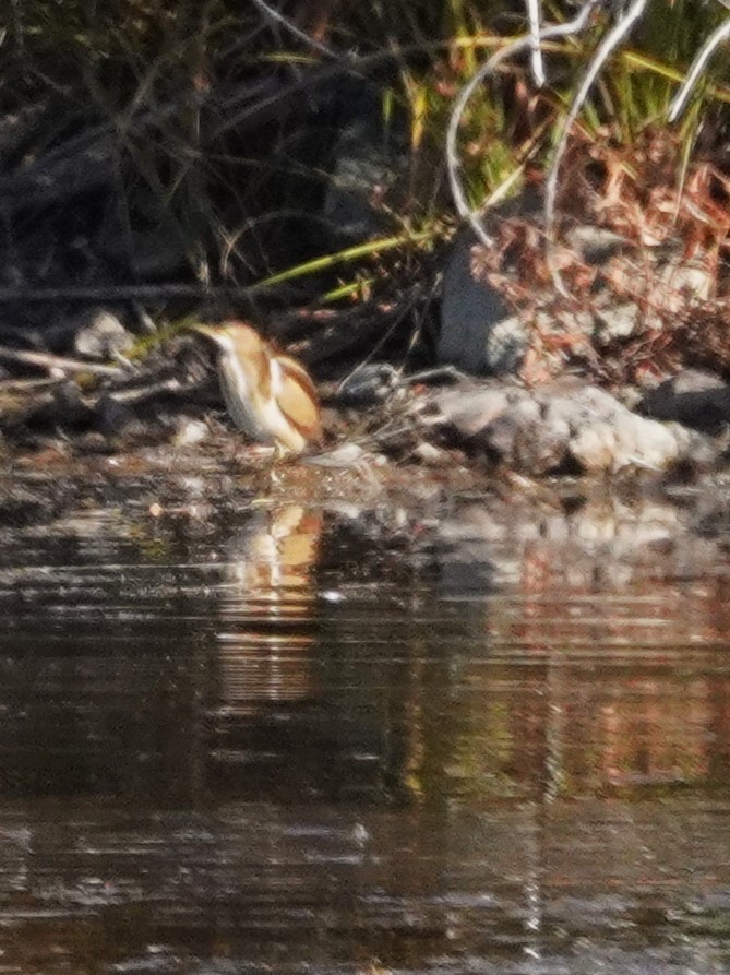 Petit Blongios - ML644883737