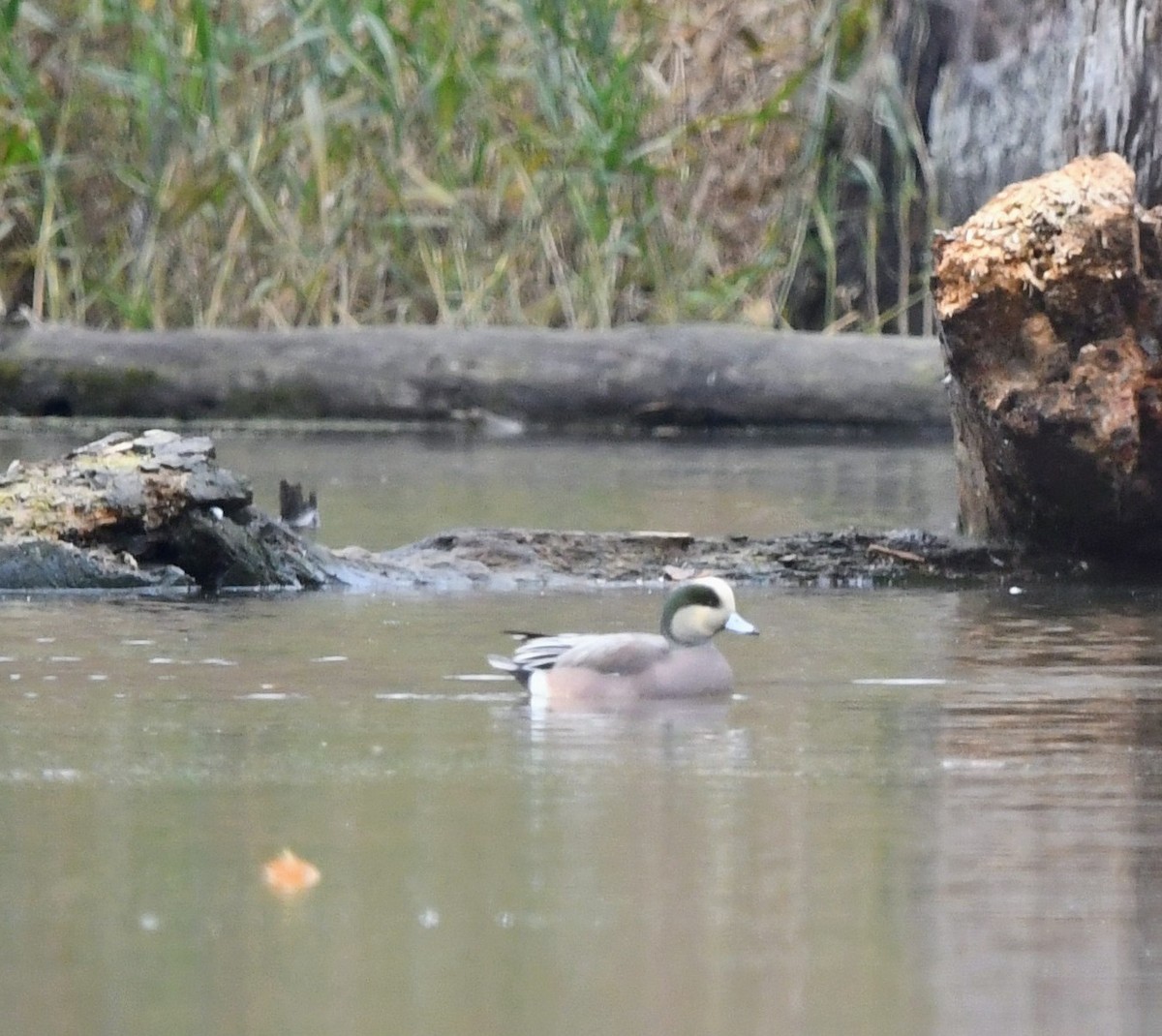 American Wigeon - ML644883742