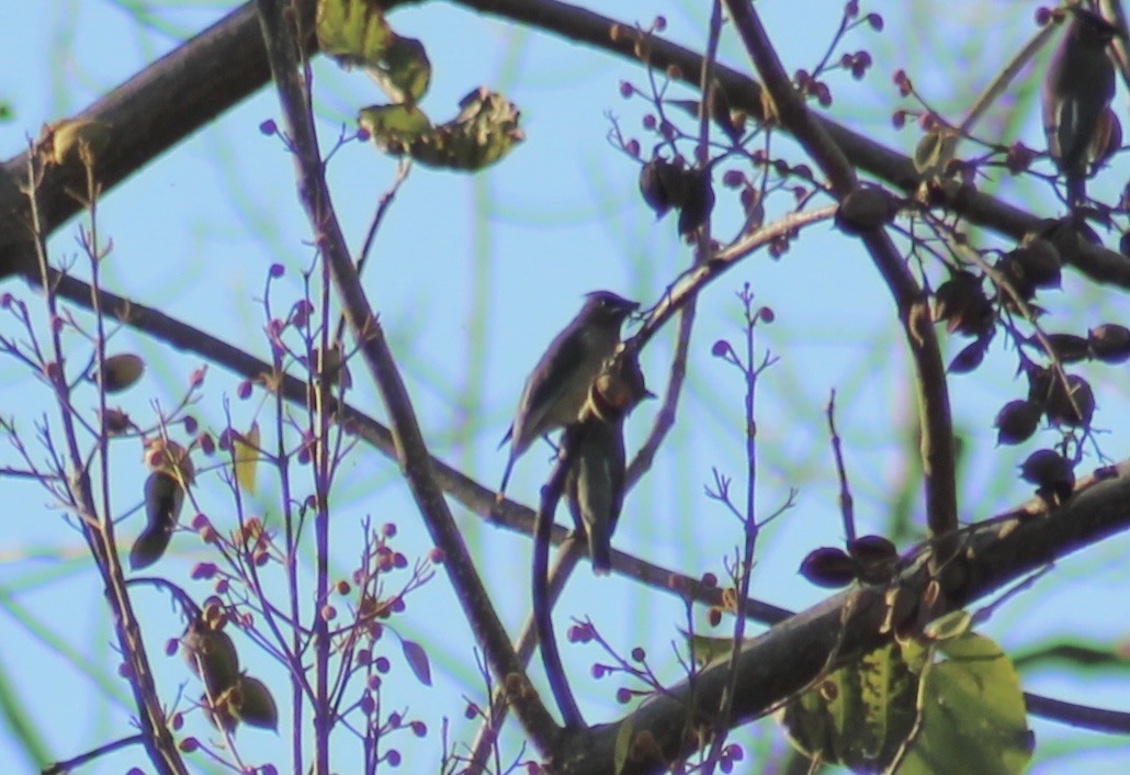 Jaseur d'Amérique - ML644883752