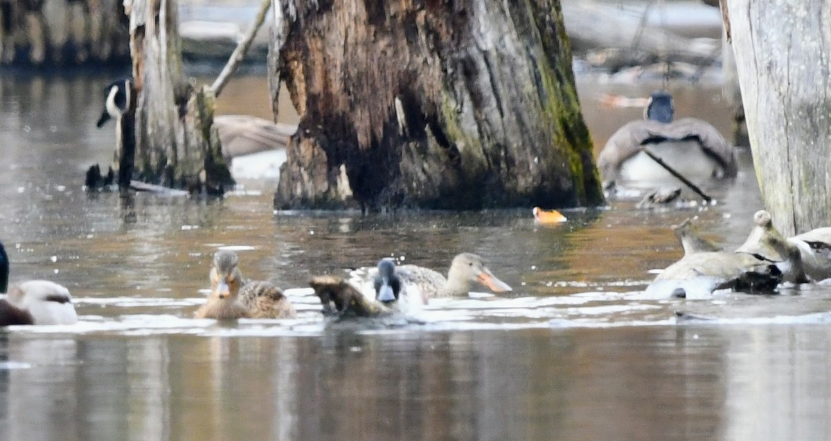 Northern Shoveler - ML644883764
