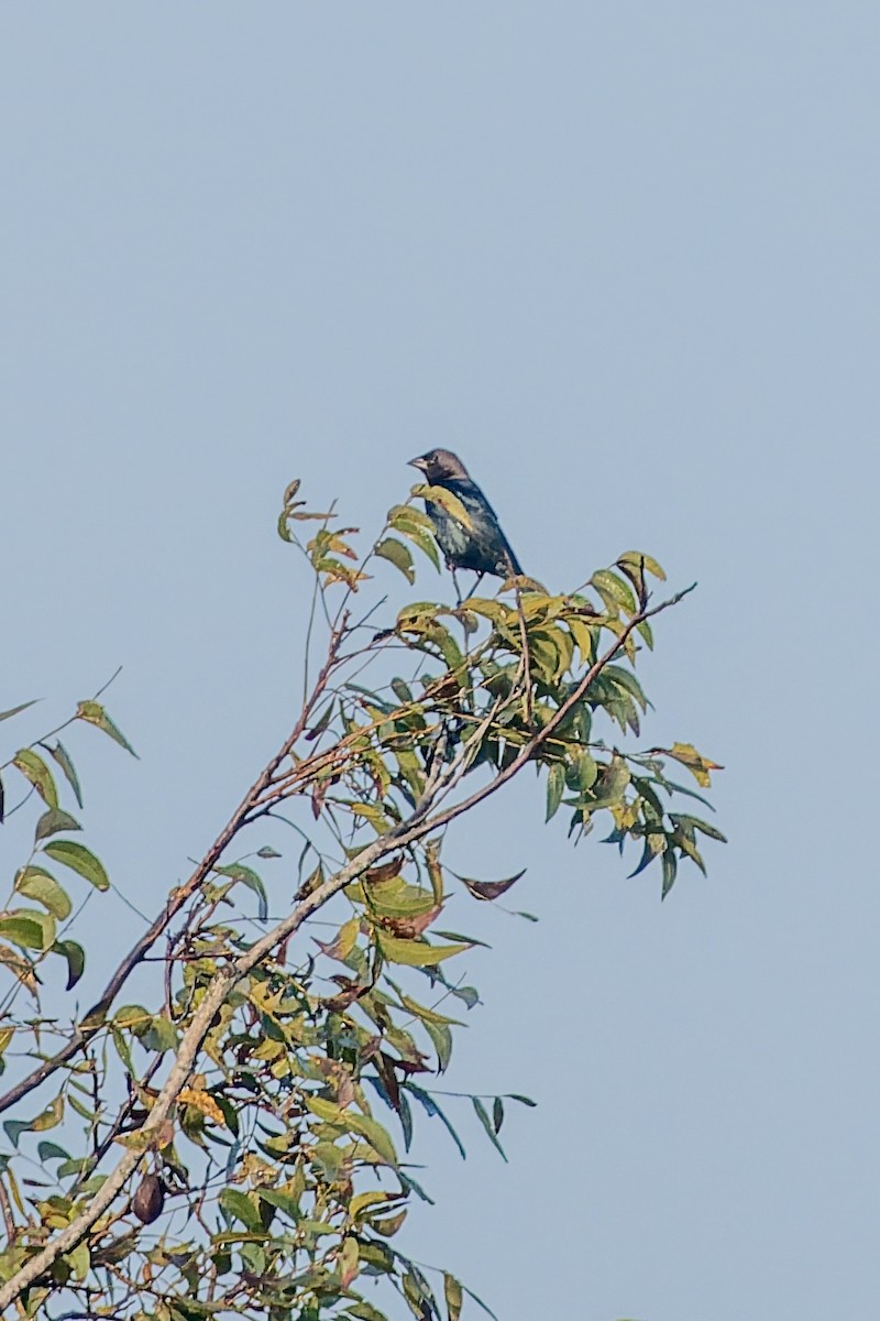 Коровий трупиал, буроголовый желтушник - ML644883776