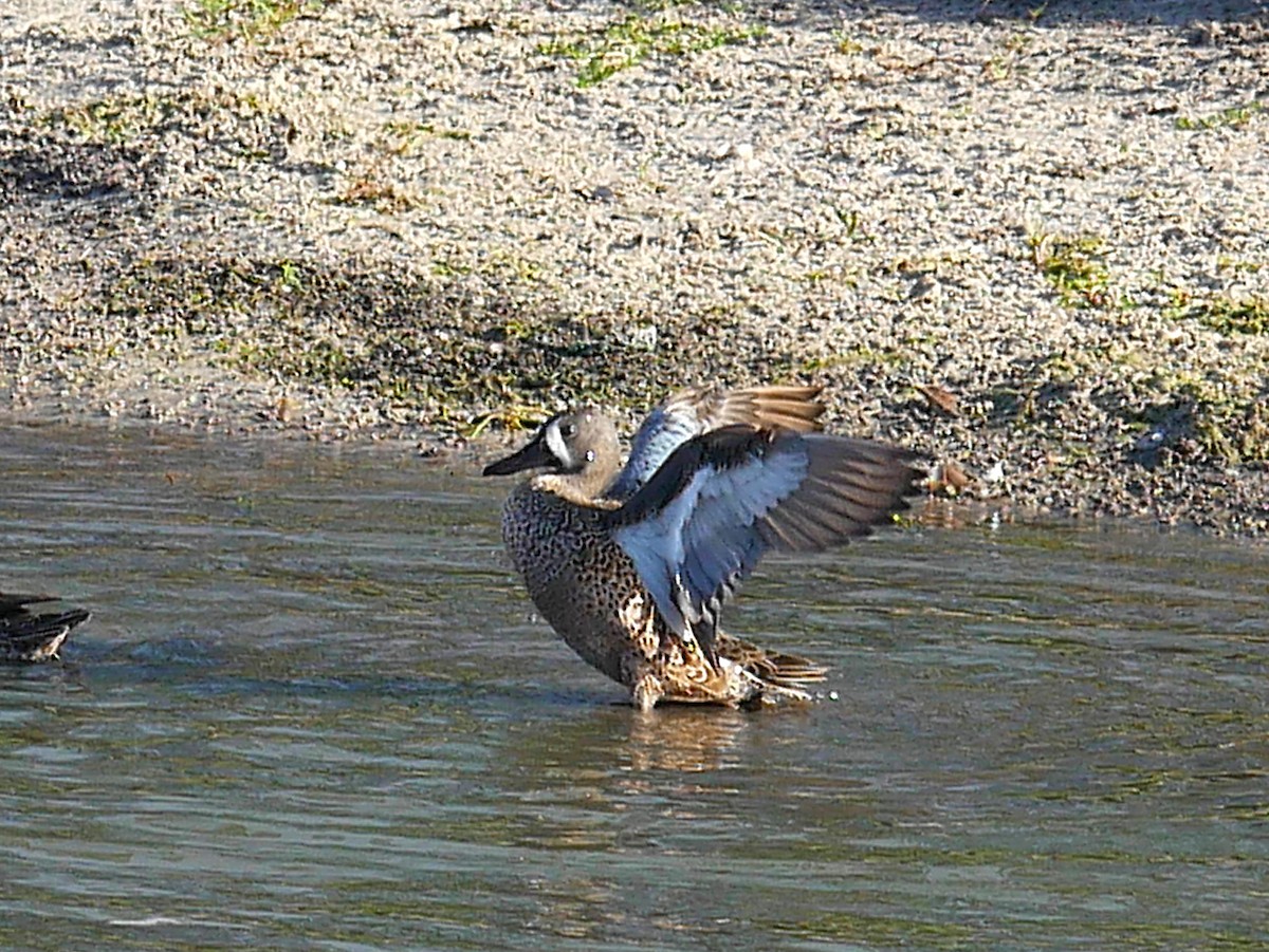 Синекрылый чирок - ML644883780