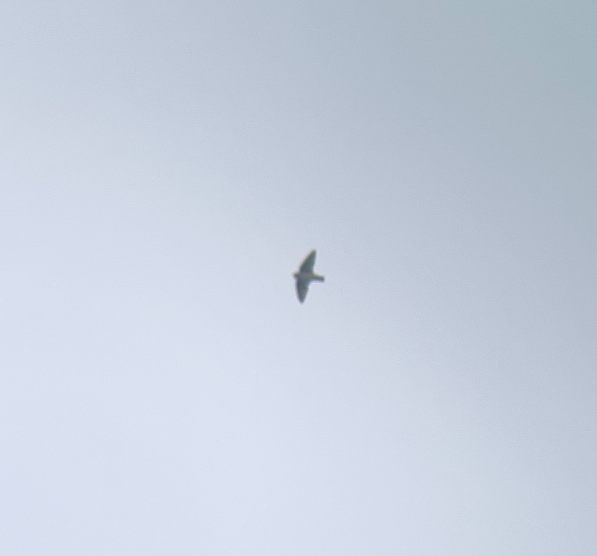 Cave Swallow - ML644883799