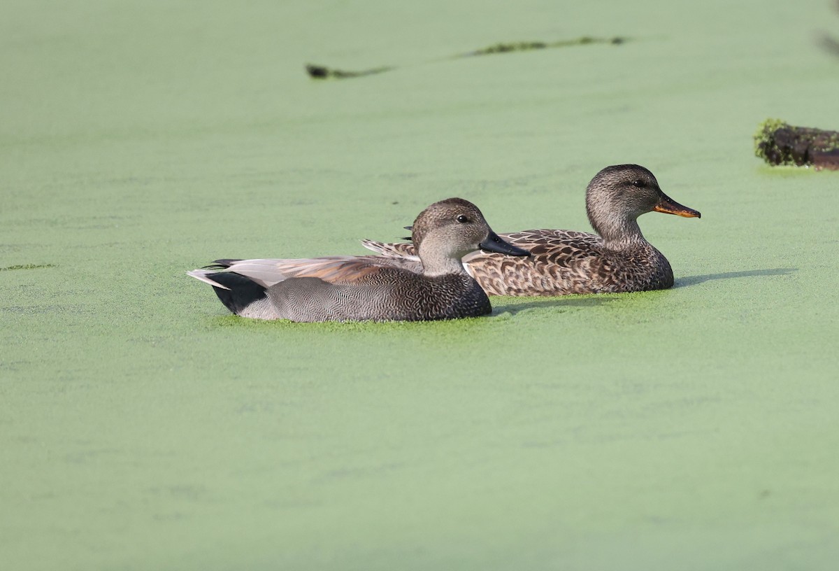 Gadwall - ML644883809