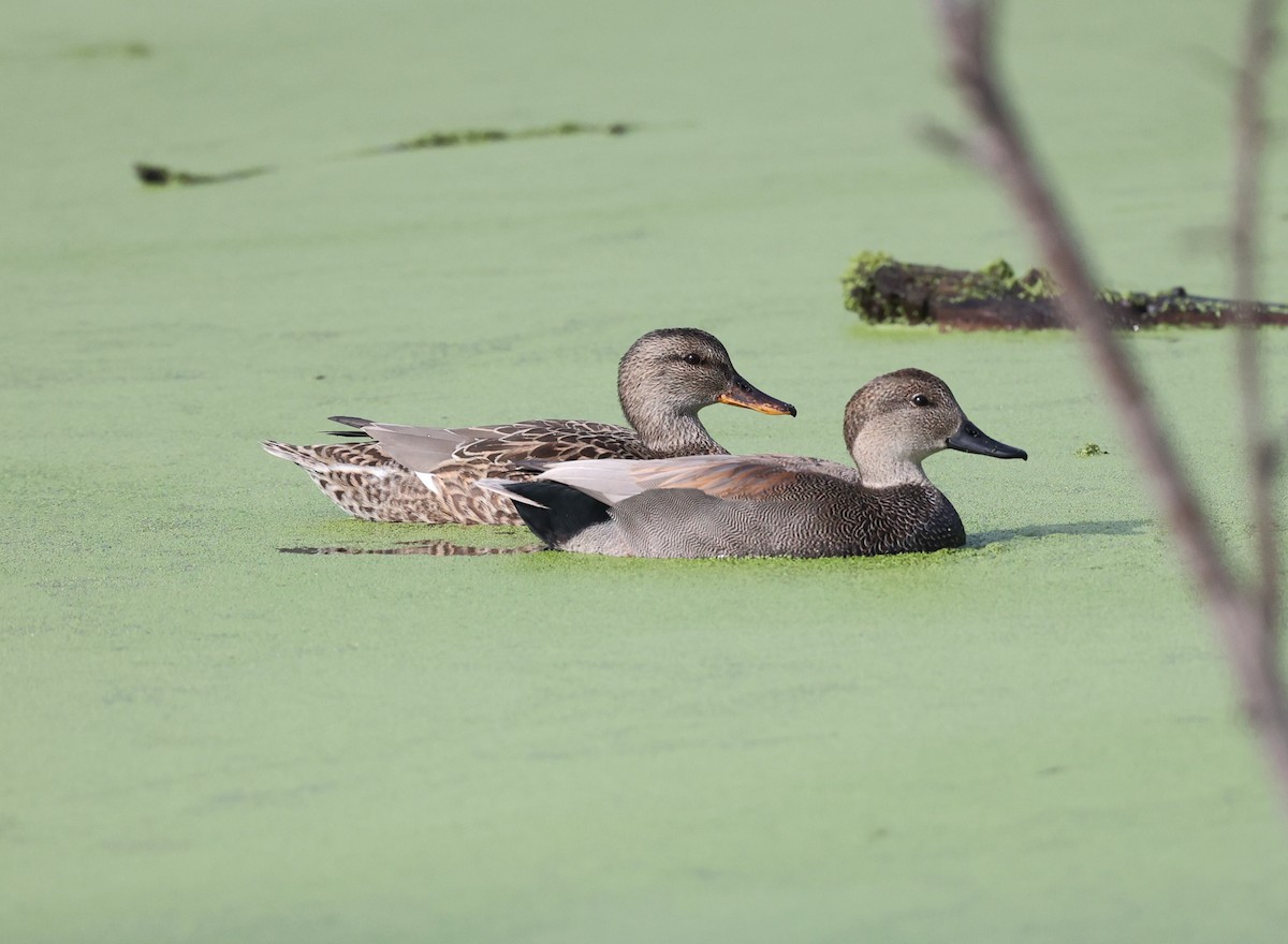 Gadwall - ML644883810