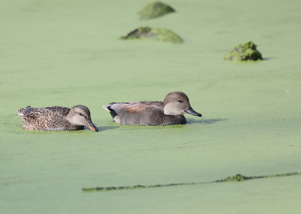 Gadwall - ML644883811