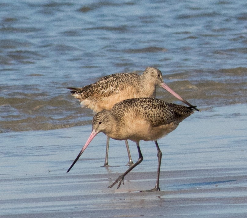 Marbled Godwit - ML644883816