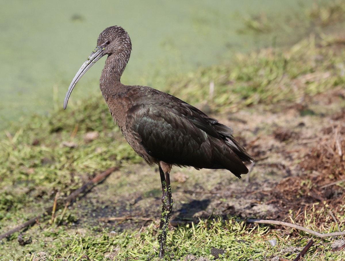 Beltzaran musuzuria - ML644883827