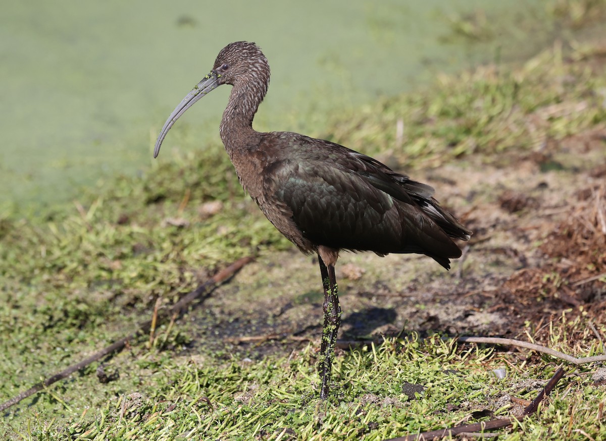 Beltzaran musuzuria - ML644883829