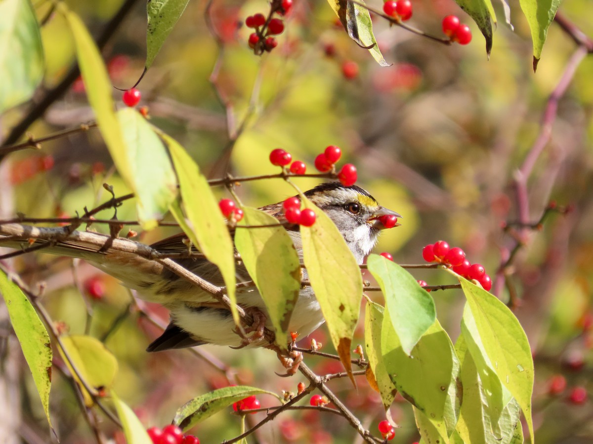 White-throated Sparrow - ML644883837