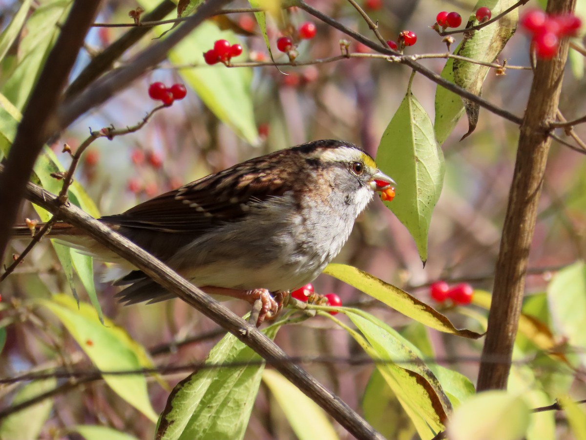 White-throated Sparrow - ML644883839