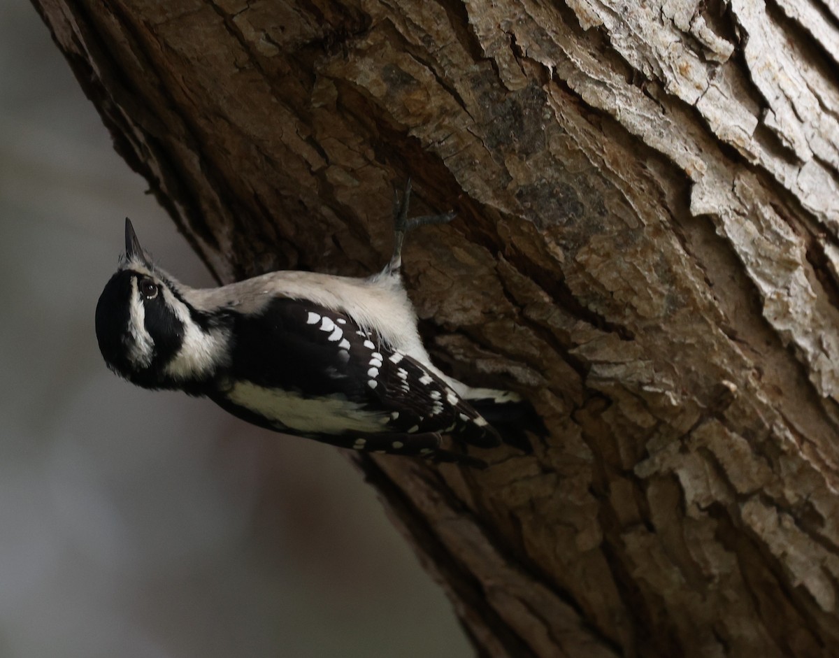 Dunenspecht - ML644883841