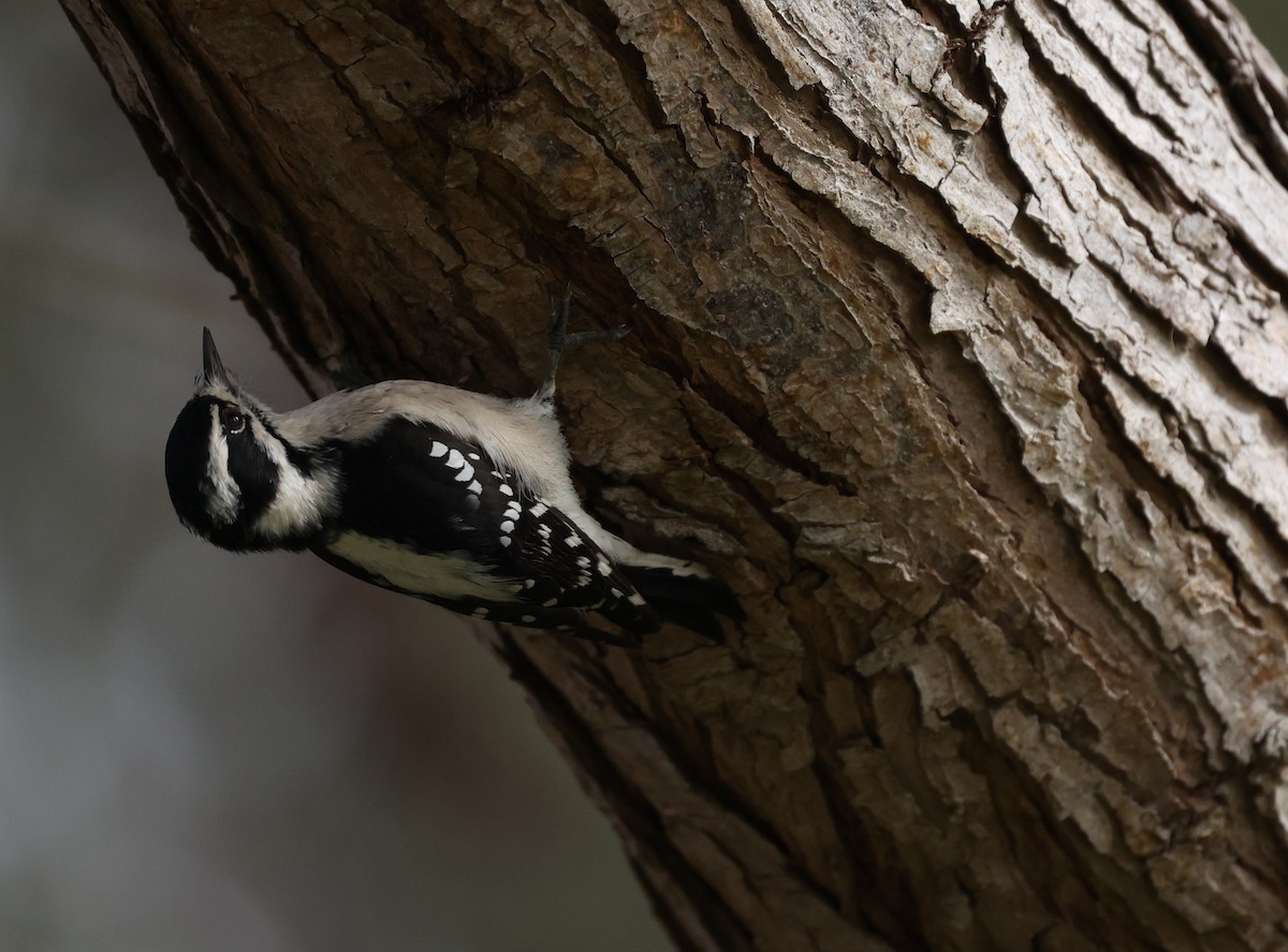 Dunenspecht - ML644883843