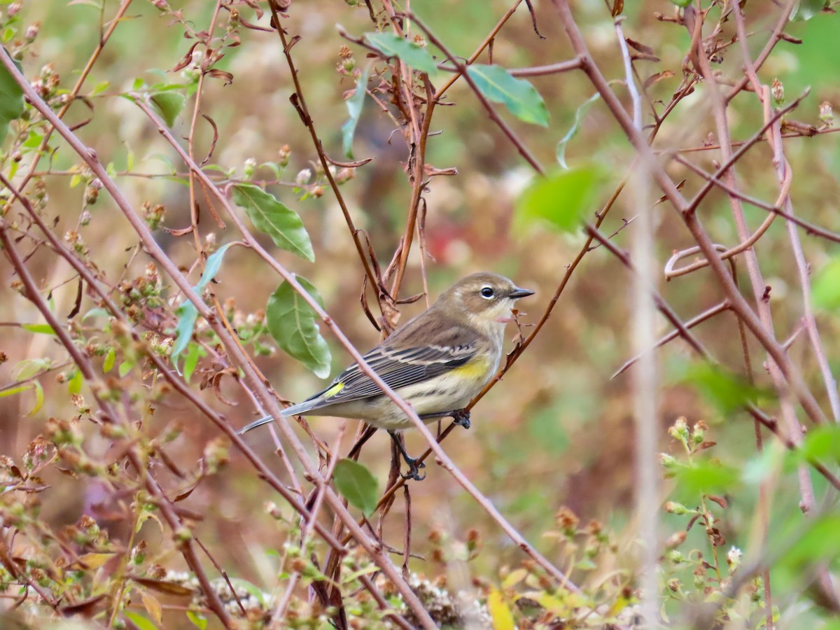 Yellow-rumped Warbler - ML644883845