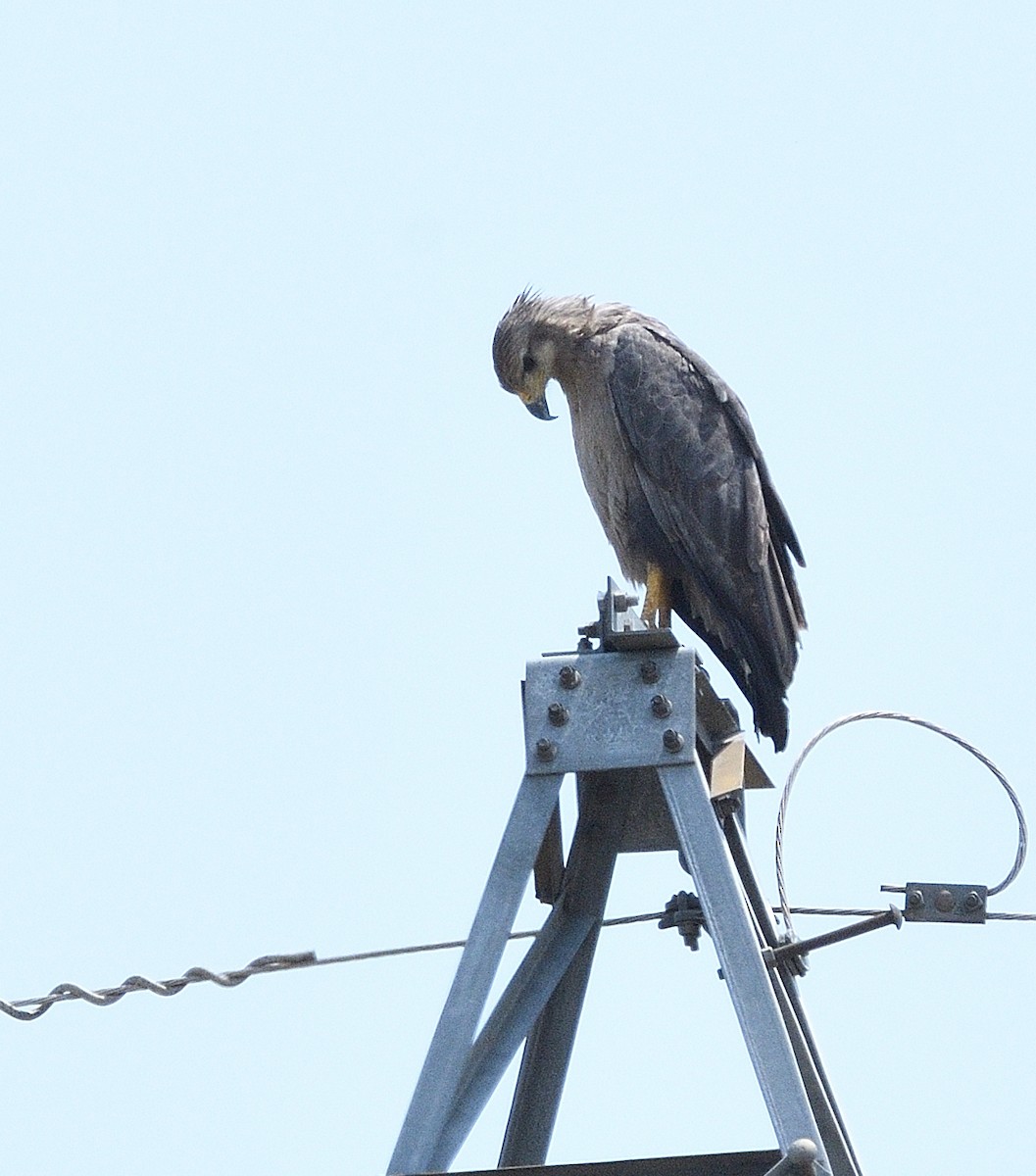 Chaco Eagle - ML644883864