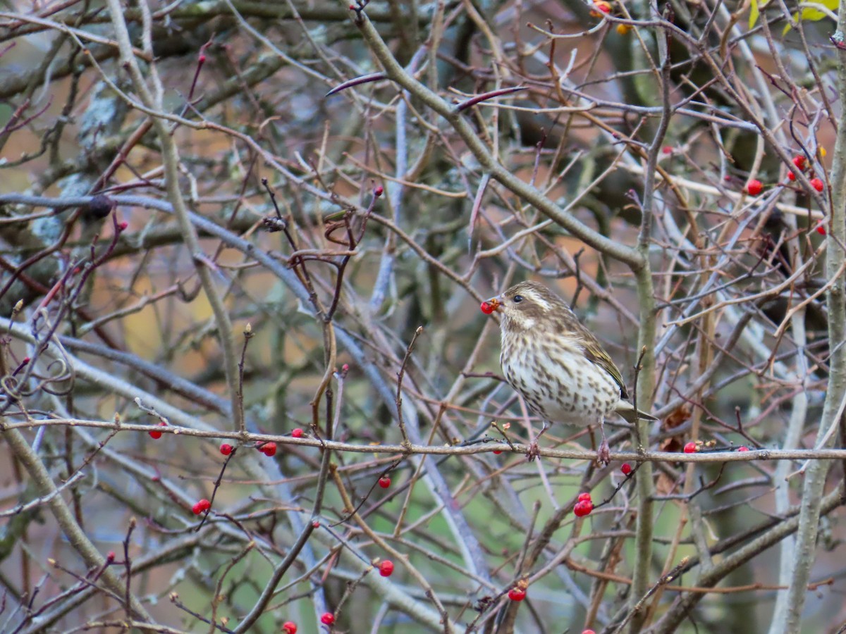Purple Finch - ML644883869