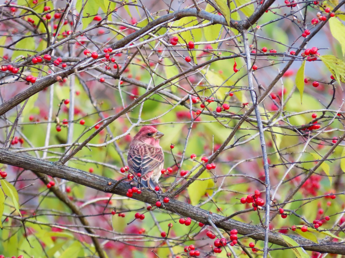 Purple Finch - ML644883870