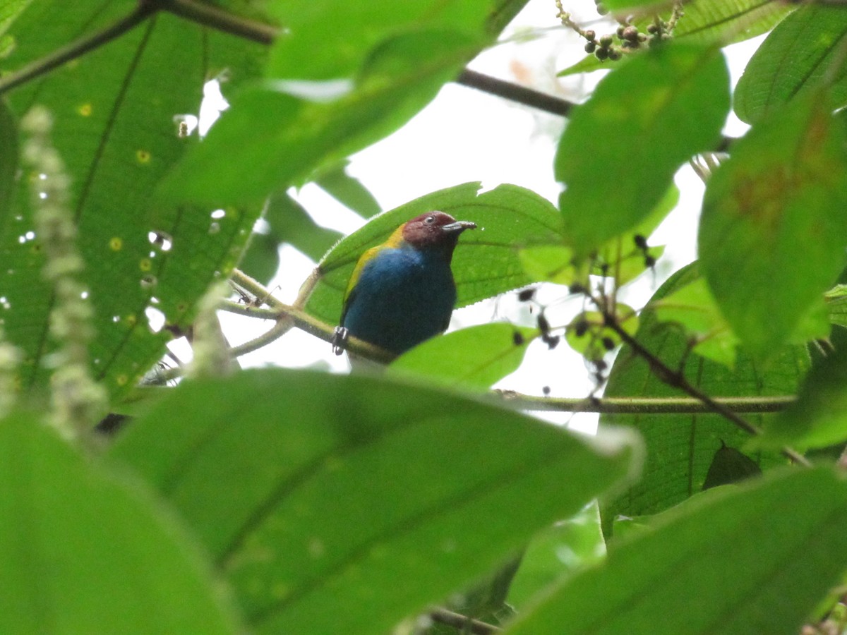Bay-headed Tanager - ML644883905