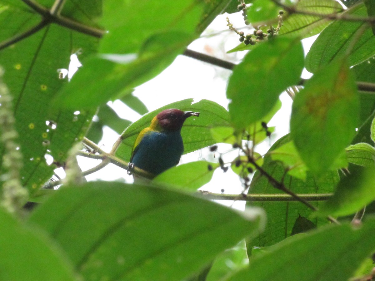 Bay-headed Tanager - ML644883906