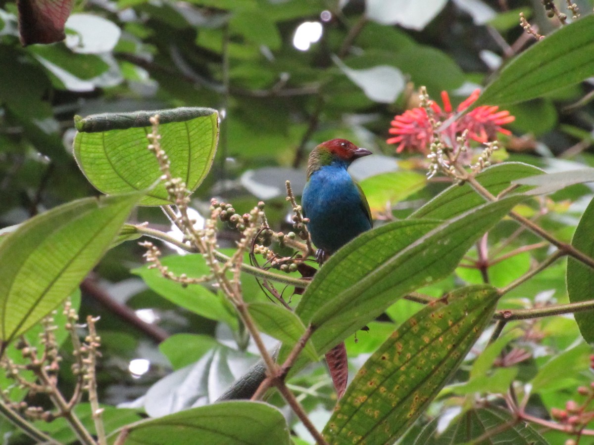 Bay-headed Tanager - ML644883907