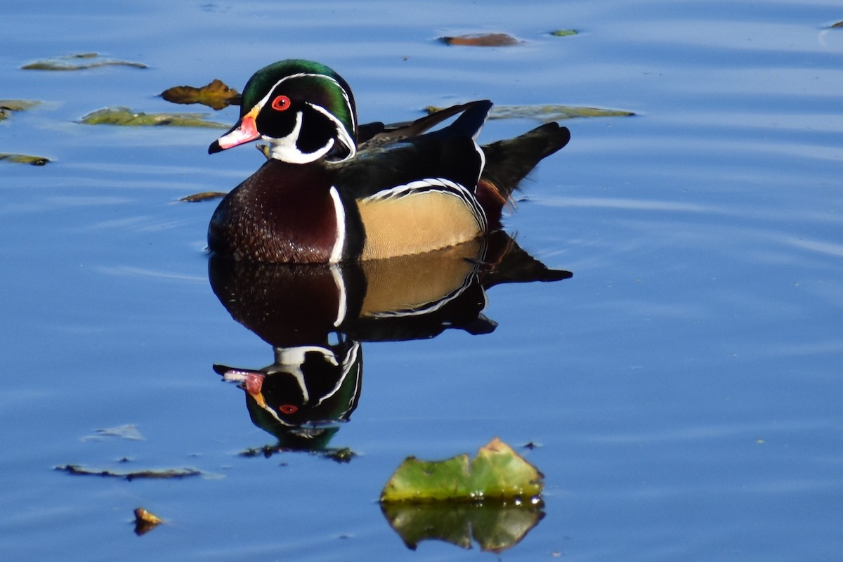 Ahate karolinarra - ML644883908