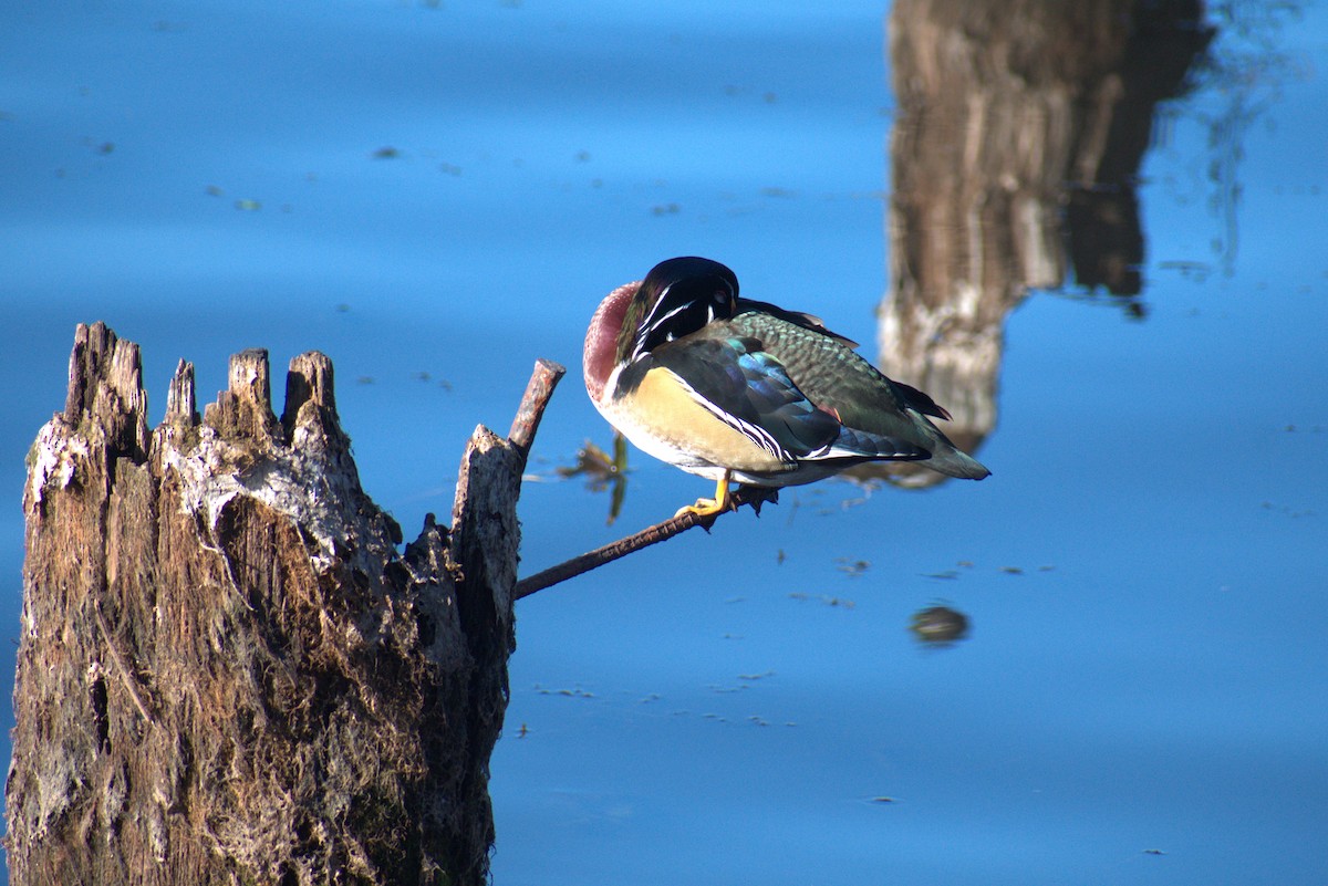 Ahate karolinarra - ML644883909