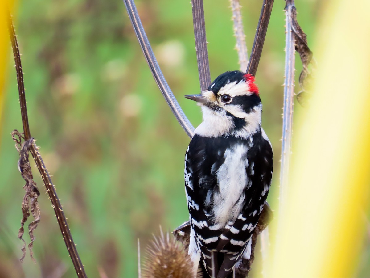 Dunenspecht - ML644883927