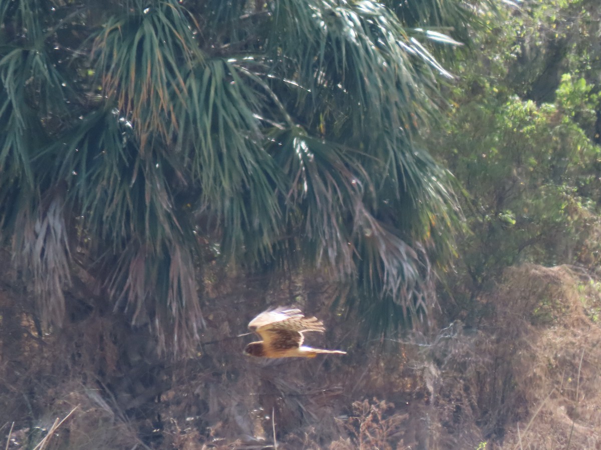 moták severoamerický - ML644883939