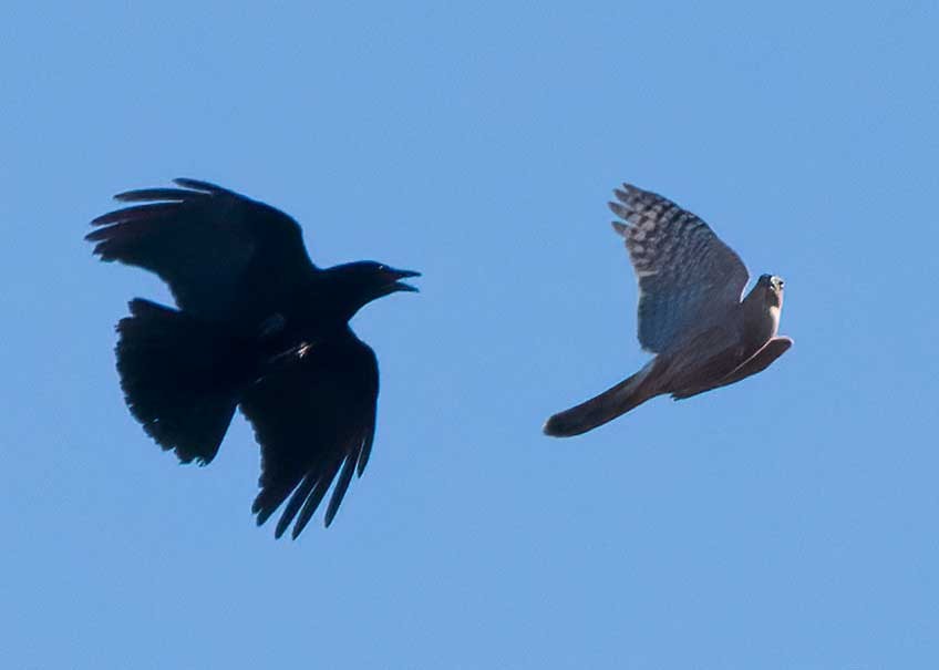 Sharp-shinned Hawk - ML644883940
