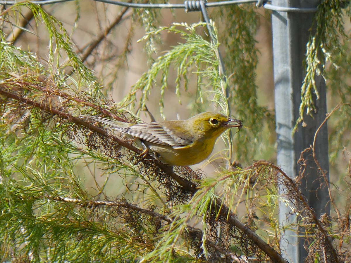 Pine Warbler - ML644883942
