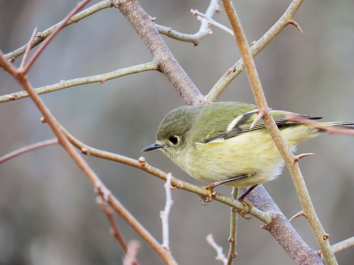 Ruby-crowned Kinglet - ML644883953