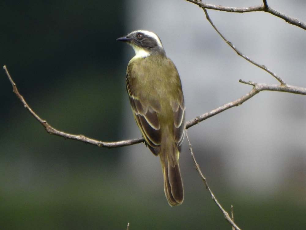 Tyran sociable - ML644883955