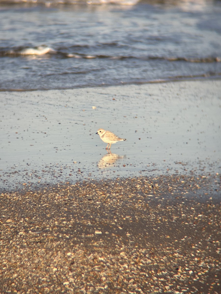 Flötenregenpfeifer - ML644883973