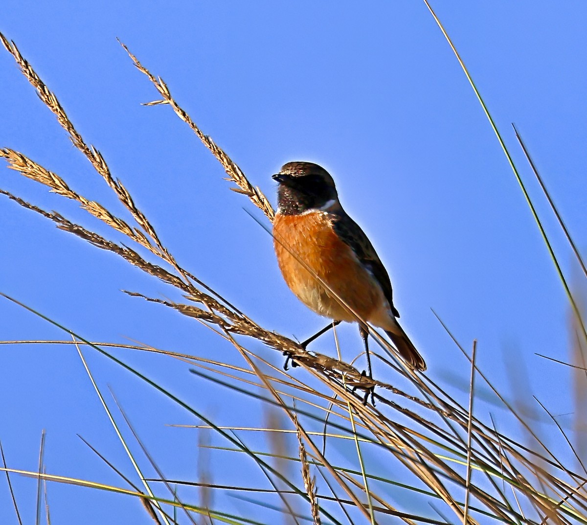European Stonechat - ML644883974