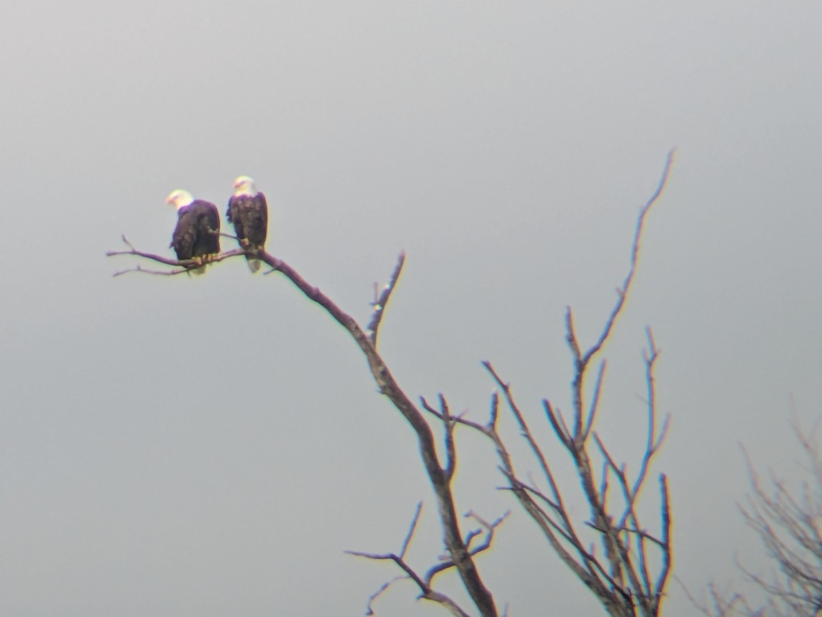 orel bělohlavý - ML644883987