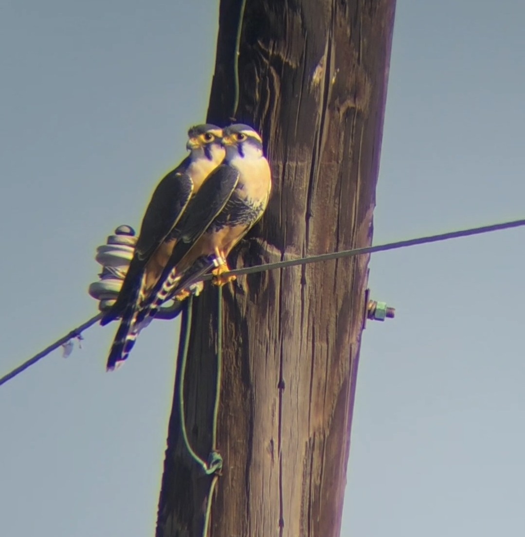 Aplomado Falcon - ML644884019