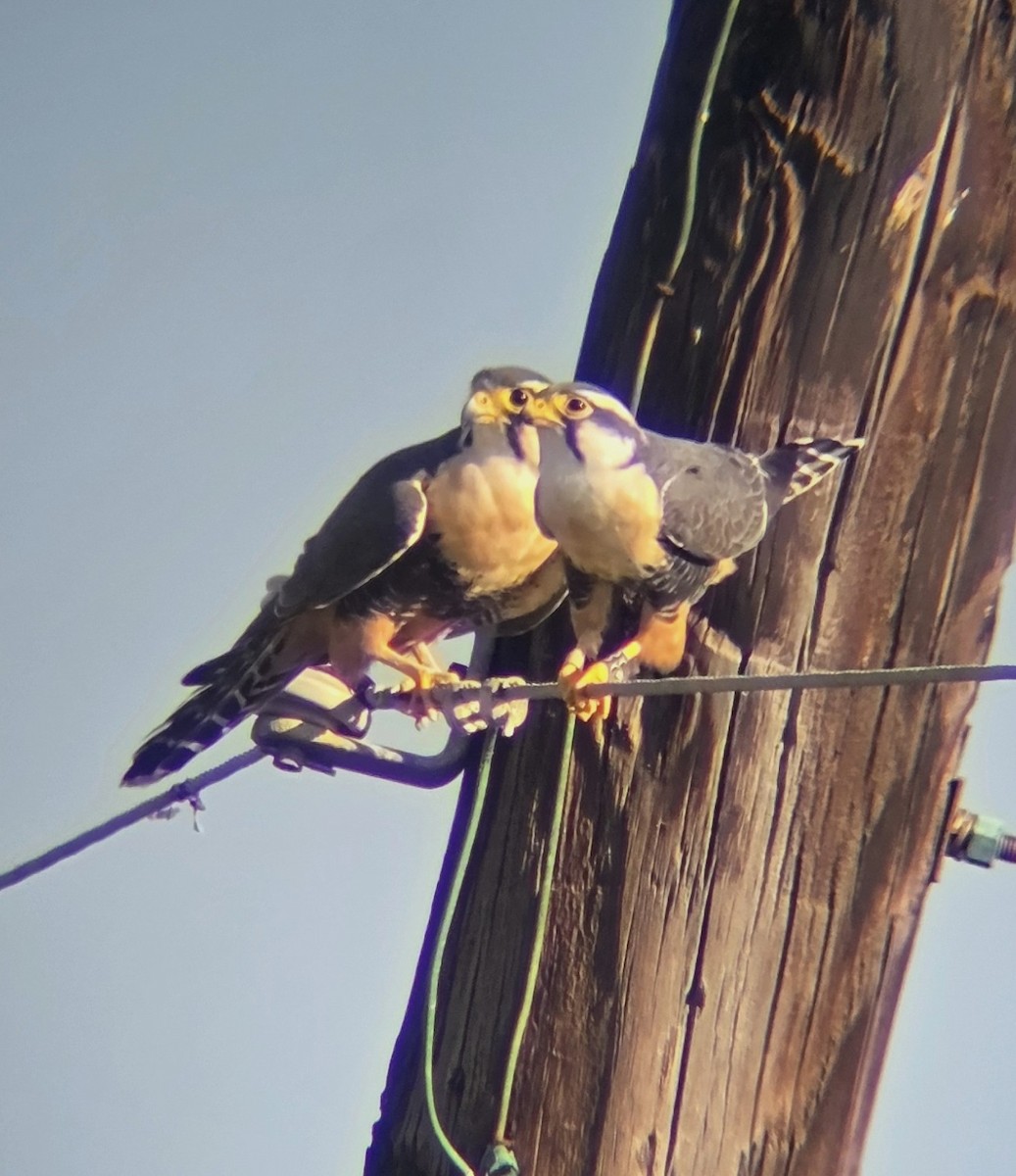 Aplomado Falcon - ML644884020