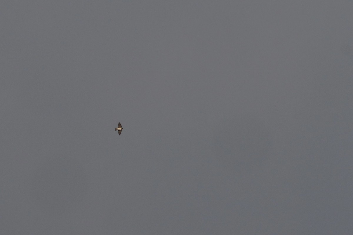 Cave Swallow - ML644884032