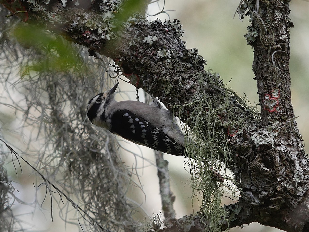 Dunenspecht - ML644884037