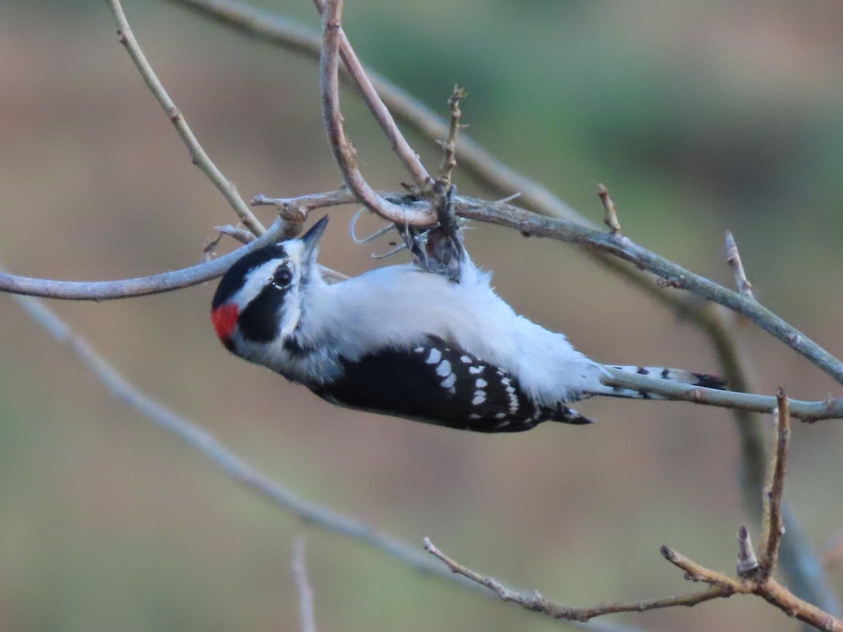 Dunenspecht - ML644884040