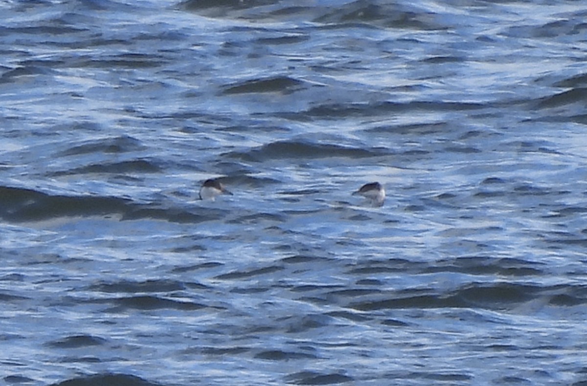 Zampullín Cuellirrojo - ML644884068