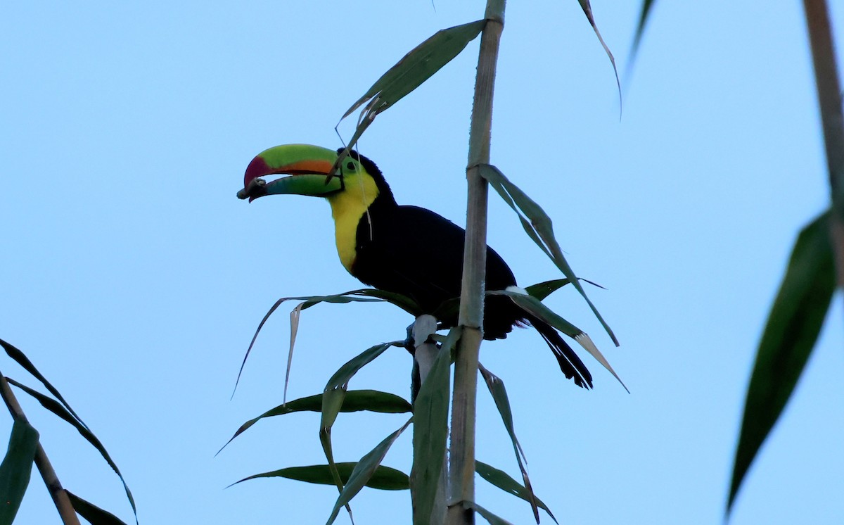 Fischertukan - ML644884076