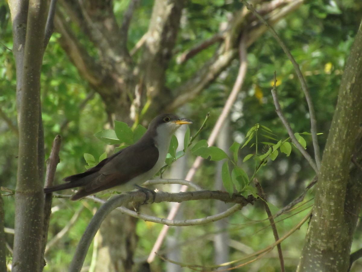 Желтоклювая пиайя - ML644884077