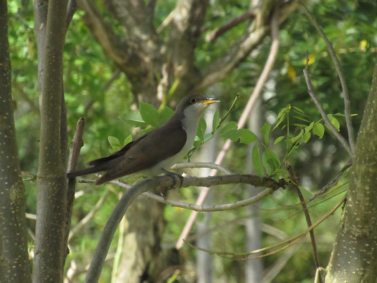 Желтоклювая пиайя - ML644884078