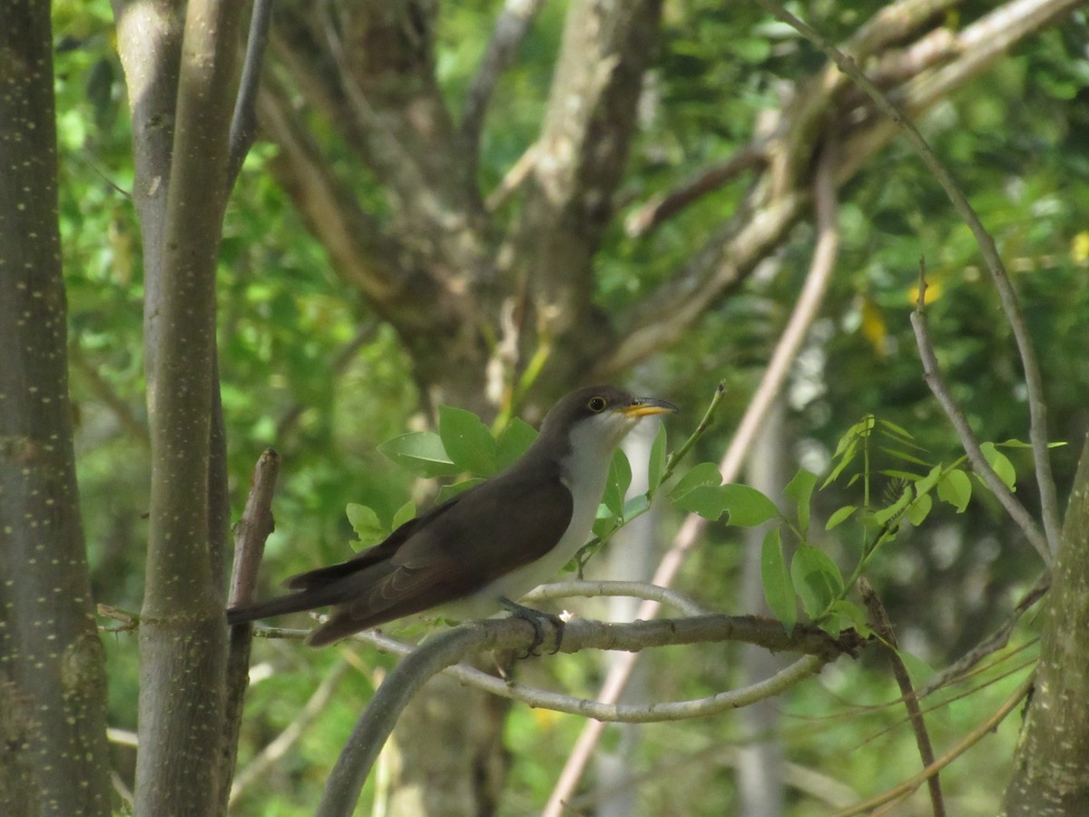 Желтоклювая пиайя - ML644884080